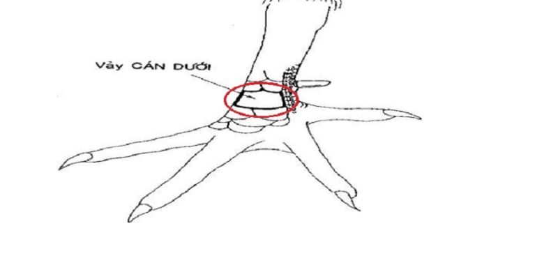 Vảy gà vấn cán là gì? Đặc điểm và cách nhận biết siêu dễ