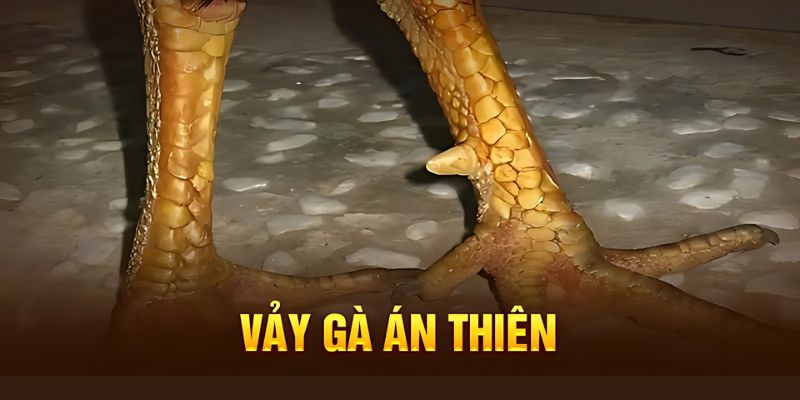 Vảy Gà Án Thiên - Yếu Tố Tạo Nên Sự Khác Biệt Của Chiến Kê