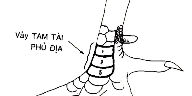 Vảy tam tài được nhiều kê thủ săn đón vì ý nghĩa may mắn