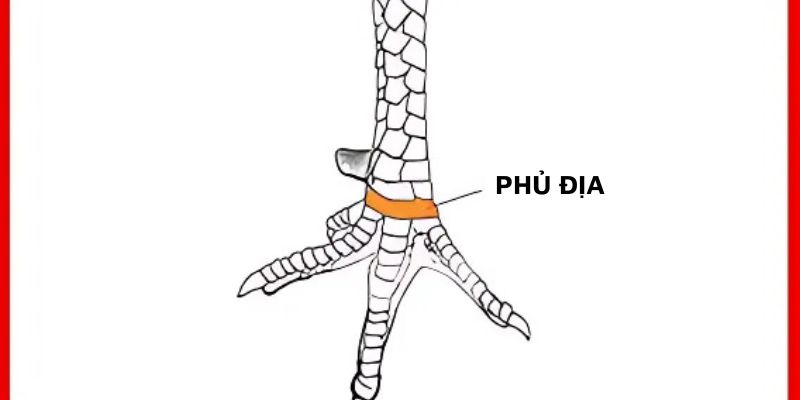 Những thông tin tổng quan về kiểu vảy phủ địa