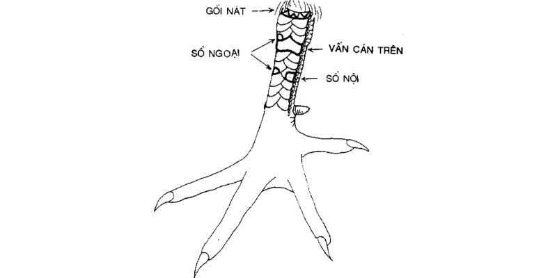 Vảy gà vấn cán trước là loại vảy nằm ở phía trước cựa